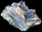 Vibrant Blue Kyanite Crystals In Quartz - Brazil #56933-2